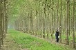 Giá cao su kỳ hạn tại Tokyo ngày 26/2 giảm do lo ngại chứng khoán Trung Quốc